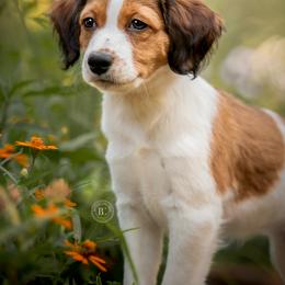 Nederlandse Kooikerhondje Puppies from Driftless Kooikerhondjes