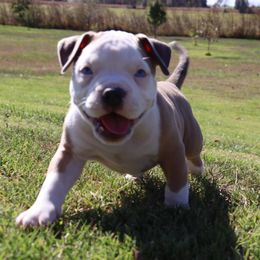 American Bully Puppies from Haymaker Bully Camp