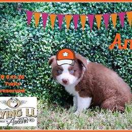 Angus - Red male Miniature Australian Shepherd puppy in Madisonville, Texas from Flying LL Aussies