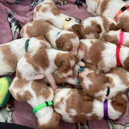 Brittany Puppies from Fox Mtn Brittanys
