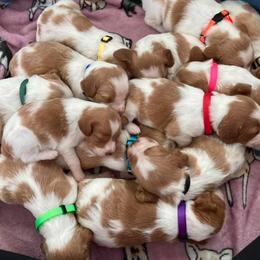 Brittany Puppies from Fox Mtn Brittanys