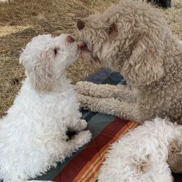 Cirino “Rino” - Off-white Lagotto Romagnolo puppy in Silverton, Oregon from Briarwood Lagotto Romagnolos