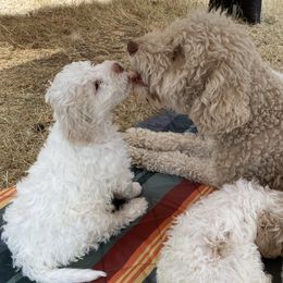 Cirino “Rino” - Off-white Lagotto Romagnolo puppy in Silverton, Oregon from Briarwood Lagotto Romagnolos