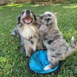 Miniature Australian Shepherd Puppies from Firefly River Mini Aussies