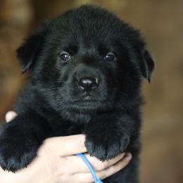 German Shepherd Puppies from Vom Haus Highlands