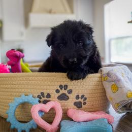 Obsidian - Black female German Shepherd puppy in Windsor, South Carolina from Sinister Shepherds