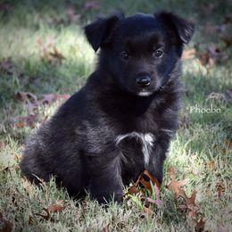 Phoebe - Black & white female Miniature Australian Shepherd puppy in Evant, Texas from Lazy VT Bar Ranch