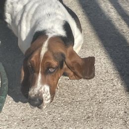 Ollie - Basset Hound