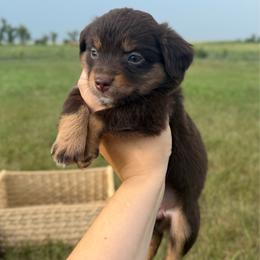 Peach - Red tri female Miniature Australian Shepherd puppy in Ellendale, North Dakota from Ark Acres Kennels