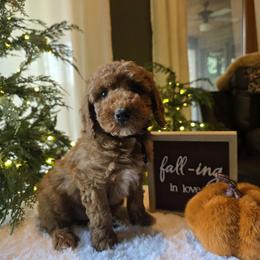 Black collar buddy - Red  male Goldendoodle puppy in Bristol, Tennessee from 4goldendoodles