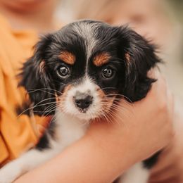 Cavalier King Charles Spaniels from Cedar Cavaliers