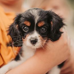 Cavalier King Charles Spaniels from Cedar Cavaliers