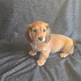 Aspen - Red male Dachshund puppy in Chewelah, Washington from The Love of Dachshunds