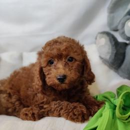 Charlie-OFA and CHIC parents - Red  male Poodle puppy in Westfield, North Carolina from Legacy Pets