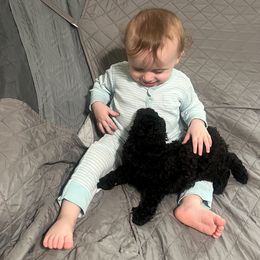 Poodle Puppies from Toy Poodle Kingdom