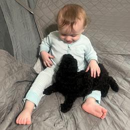 Poodle Puppies from Toy Poodle Kingdom