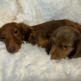 Dachshunds from Big Island’s Little Weiners