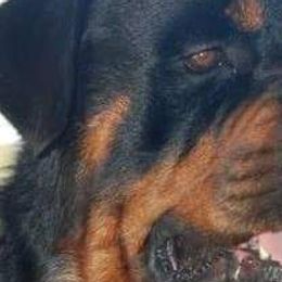 Rottweilers from Brittany Hostler
