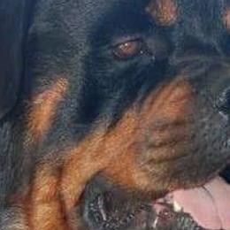 Rottweilers from Brittany Hostler