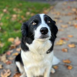 Border Collies and Pembroke Welsh Corgis from Willis Farm