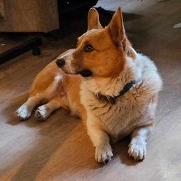 Pembroke Welsh Corgi Puppies from Gingersnap Pembroke Welsh Corgis