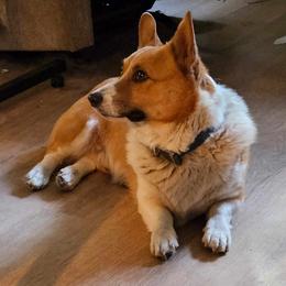 Pembroke Welsh Corgi Puppies from Gingersnap Pembroke Welsh Corgis