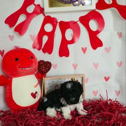 Xena - Parti female Miniature Schnauzer puppy in Hyattsville, Maryland from Amaya Lara Schnauzers