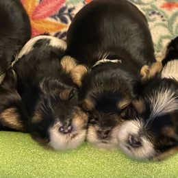 Yorkshire Terrier Puppies from Moonbabies Yorkies