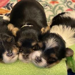 Yorkshire Terrier Puppies from Moonbabies Yorkies