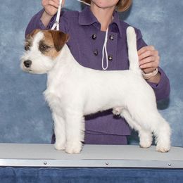 Teemu - Russell Terrier