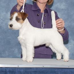 Teemu - Russell Terrier