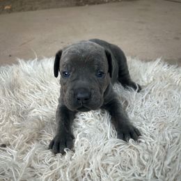 Bamboo Tree - Gray brindle female Cane Corso puppy in Elk Grove, California from DiamondBabyCorso