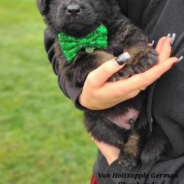 German Shepherd Puppies from Von Holtzapple German shepherds