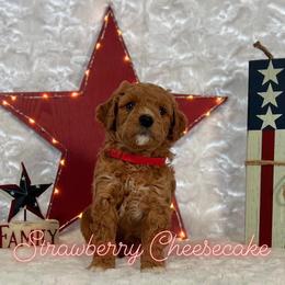 Goldendoodle Puppies from Jeremy Dafoe