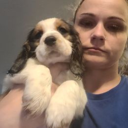 English Springer Spaniel Puppies from Savannah River Springers