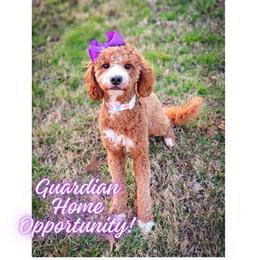 Ruby - Red  female Goldendoodle puppy in Cleveland, Tennessee from Edgewater Doodles & Designer Pups