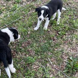 Border Collie Puppies from Roaring River Border Collies