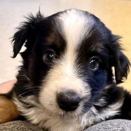 Parker - Black tri male Miniature Australian Shepherd puppy in Romney, West Virginia from South Branch Mini Aussies