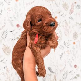 Copper - Red  male Goldendoodle puppy in Pleasant Grove, Utah from Destination Doodles
