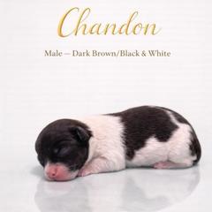 Chardon - Black and white male Shorkie puppy in Delta, Colorado from SATA Kennels