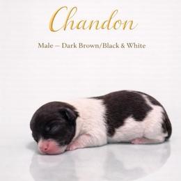 Chardon - Black and white male Shorkie puppy in Delta, Colorado from SATA Kennels