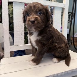 Aussiedoodle Puppies from Kingsden Aussies and doodles