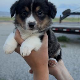 Pepper - Black and white female Companion Cross puppy in Malad City, Idaho from FreckledCowgirlPuppies