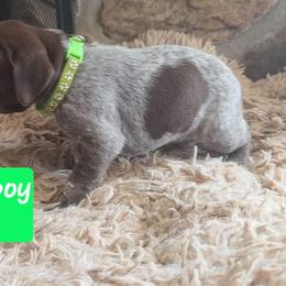 Green boy - Liver roan male German Shorthaired Pointer puppy in Dahlonega, Georgia from Pointer Mountain Bird Dogs