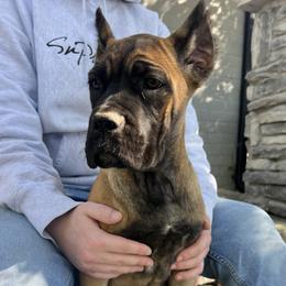 Purple Collar - Fawn female Cane Corso puppy in Kingsport, Tennessee from Gray Cane Corsos