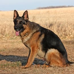 Jager - German Shepherd