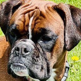 Koko - Boxer