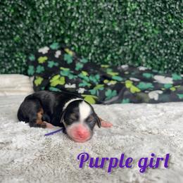 Purple girl - Tri-color female Bernedoodle puppy in Modesto, California from Two Doods Doodles