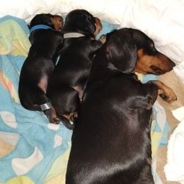 Dachshunds from DANIELLE HURT