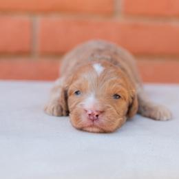 Aussiedoodle and Goldendoodle Puppies from Ever After Doodles Arizona